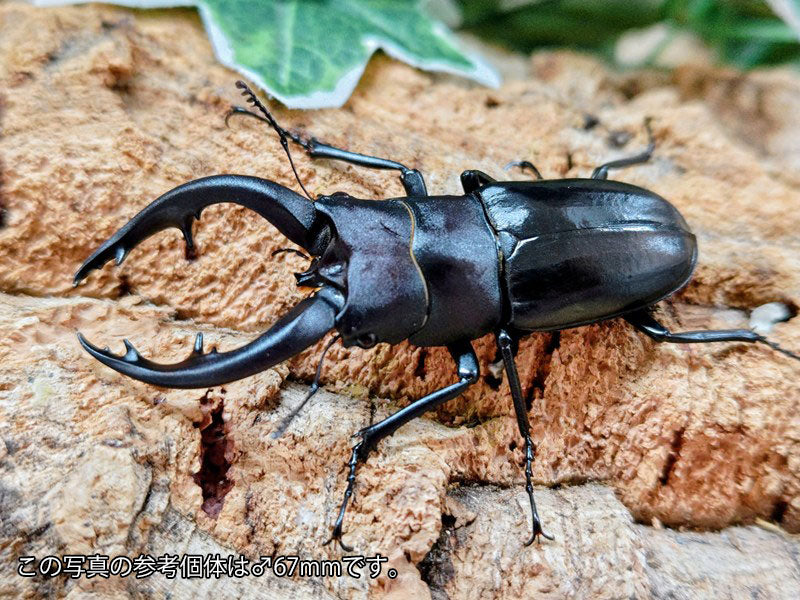 アマミノコギリクワガタ 奄美大島 笠利町産 ペア（累代WD ♂64mm