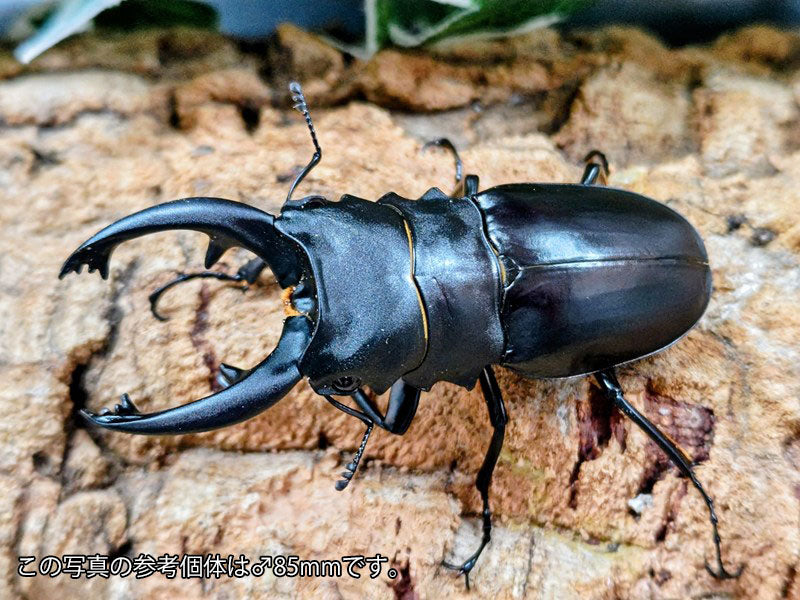 アルケスツヤクワガタ フィリピン ルソン島南カマリネス州産 ペア