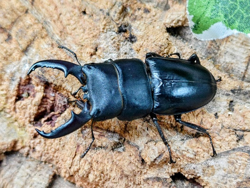 本土ヒラタクワガタ 兵庫県 産 ペア（累代WF1 ♂59mm 2026/3 ♀Freemm