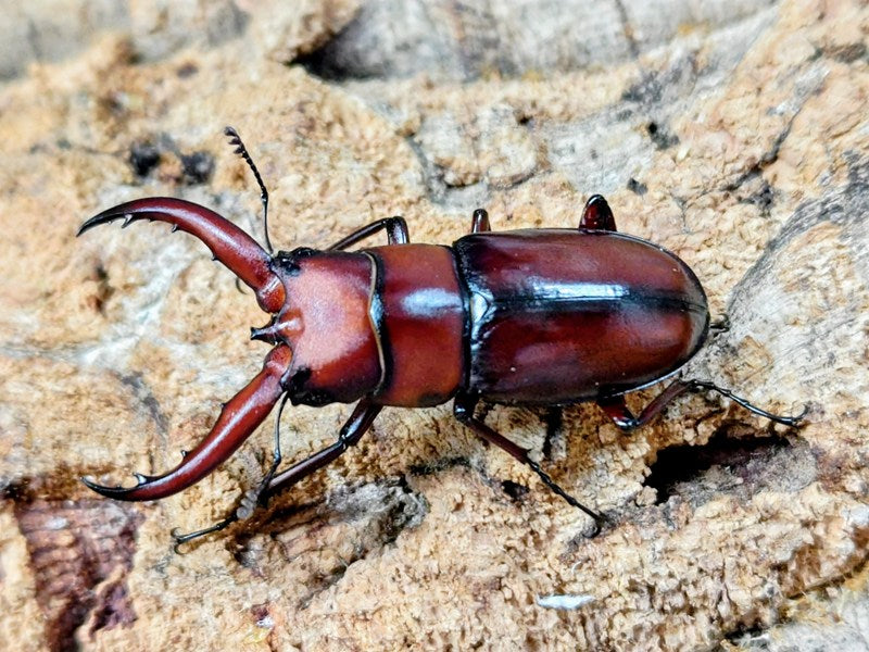 トカラノコギリクワガタ 標本 トカラノコギリクワガタ トカラ列島 口之島産 ペア（累代CB ♂49mm