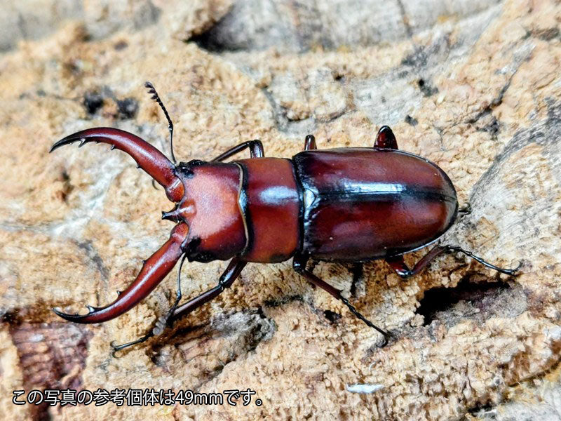 トカラノコギリクワガタ トカラ列島 口之島産 ペア（累代CB ♂35Upmm