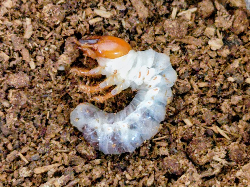 アマミノコギリクワガタ幼虫 鹿児島県 奄美大島笠利町産