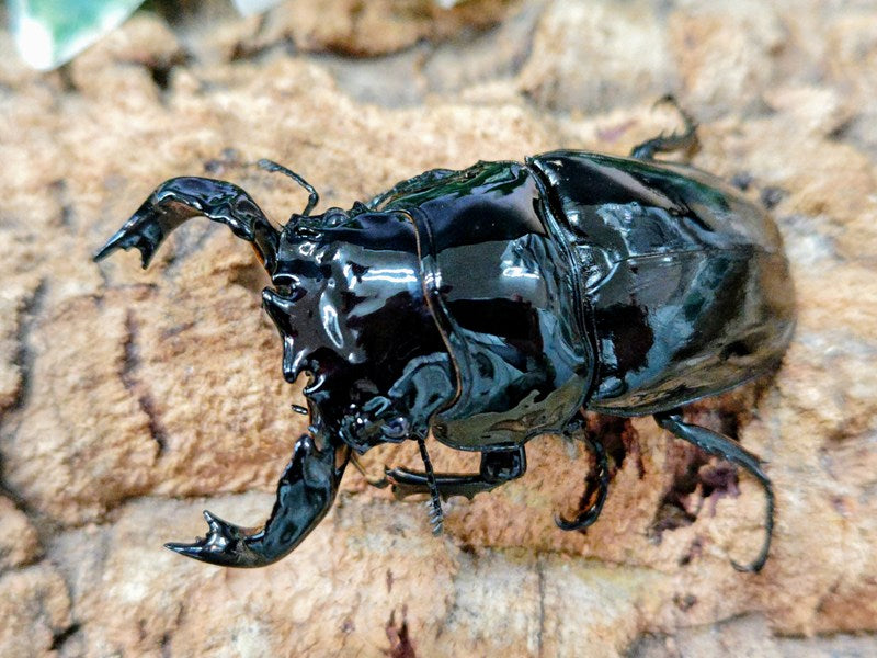 タランドゥスオオツヤクワガタ コンゴ 産 ペア（累代CB ♂83mm 2026/8
