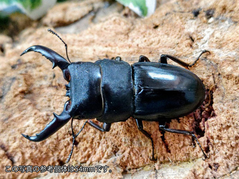 タカラヒラタ 鹿児島県 子宝島産 ペア（累代CBF3 ♂52mm 2026/7