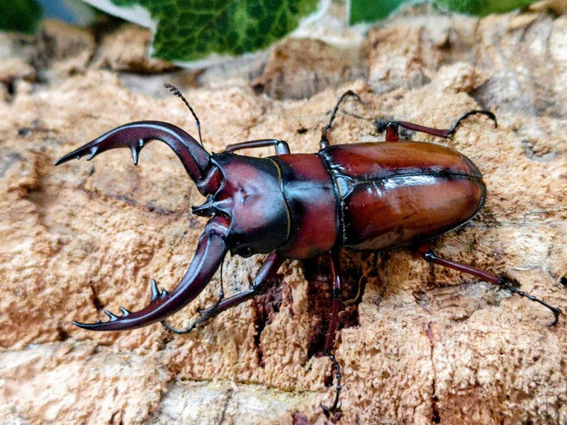 トカラノコギリクワガタ トカラ列島 口之島産 ペア（累代CBF3 ♂69mm