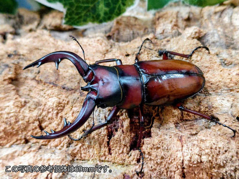トカラノコギリクワガタ トカラ列島 口之島産 ペア（累代CBF3 ♂65mm