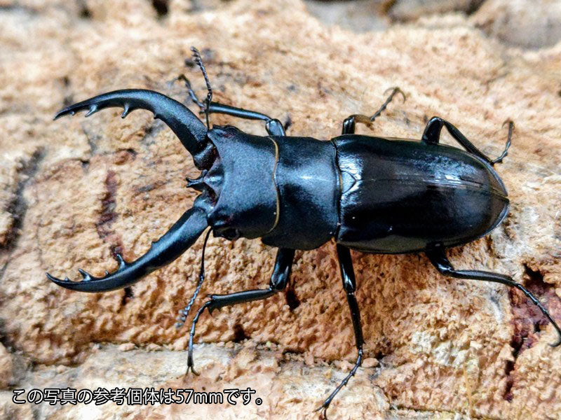 アマミノコギリクワガタ 奄美大島 笠利町産 ペア(累代WF1 ♂53mm 2026 アマミノコギリクワガタ 奄美大島 笠利町産 ペア(累代WF1 ♂53mm 2026