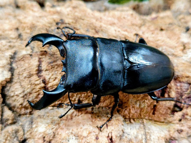アマミヒラタクワガタ 奄美大島 笠利町産 ペア（累代CBF1 ♂71mm 2026