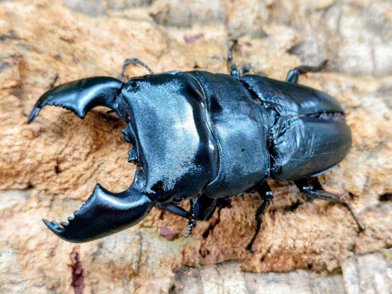 スマトラオオヒラタクワガタ インドネシア スマトラ島アチェ州産 ペア
