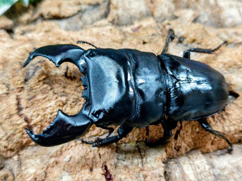 スマトラオオヒラタクワガタ インドネシア スマトラ島アチェ州産 ペア