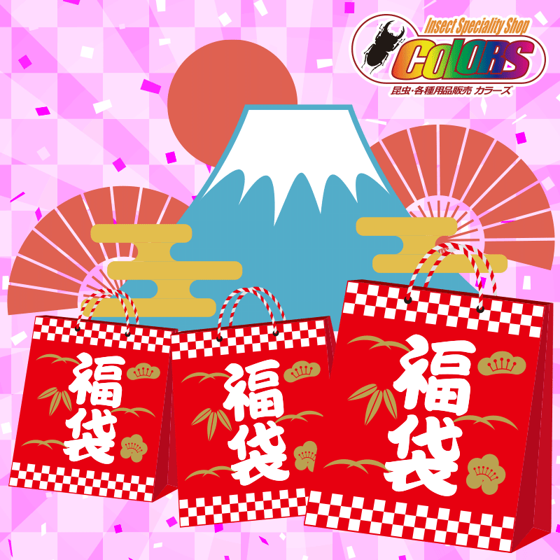 8000円】2026新春福袋 2026/1/2から順次発送 – クワガタムシ