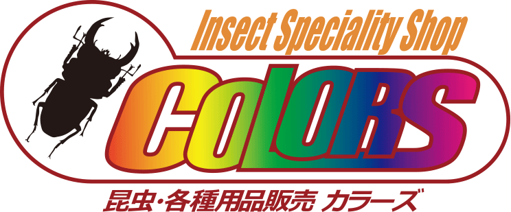 ツヤクワガタ – クワガタムシ・カブトムシ昆虫専門店COLORS