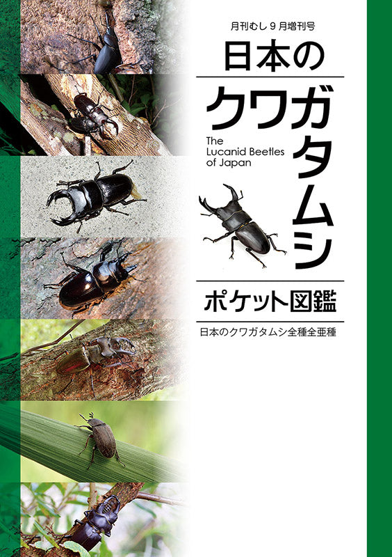 日本のクワガタムシ【ポケット図鑑】 – クワガタムシ・カブトムシ昆虫専門店COLORS