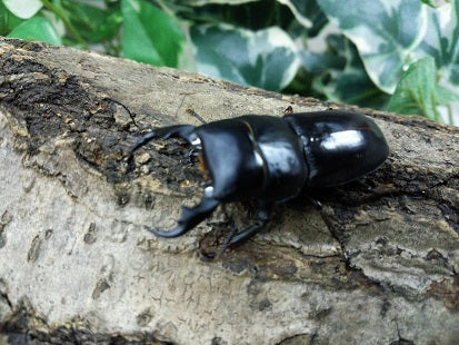 昆虫大系 タイドルクスSP. タイ ドイサケット – クワガタムシ・カブトムシ