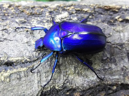 オオケバネカナブン(ファンムラサキ) タイ Doi pha Hom pok,Fang – クワガタムシ・カブトムシ昆虫専門店COLORS