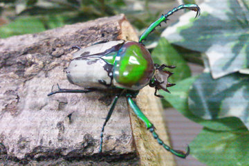 カンムリシラユキカナブン タンザニア – クワガタムシ・カブトムシ昆虫