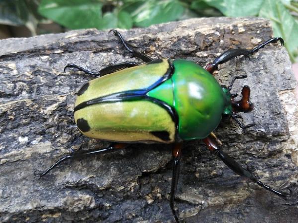 アカムネサスマタカナブン カメルーン – クワガタムシ・カブトムシ昆虫
