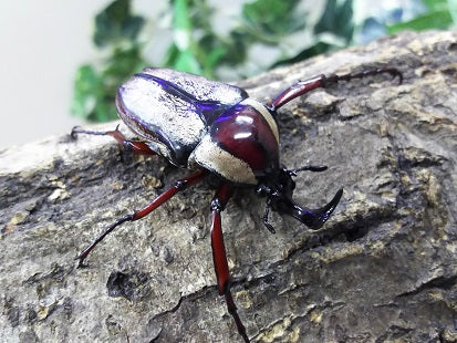 トンキンツノカナブン ベトナム ハザン – クワガタムシ・カブトムシ