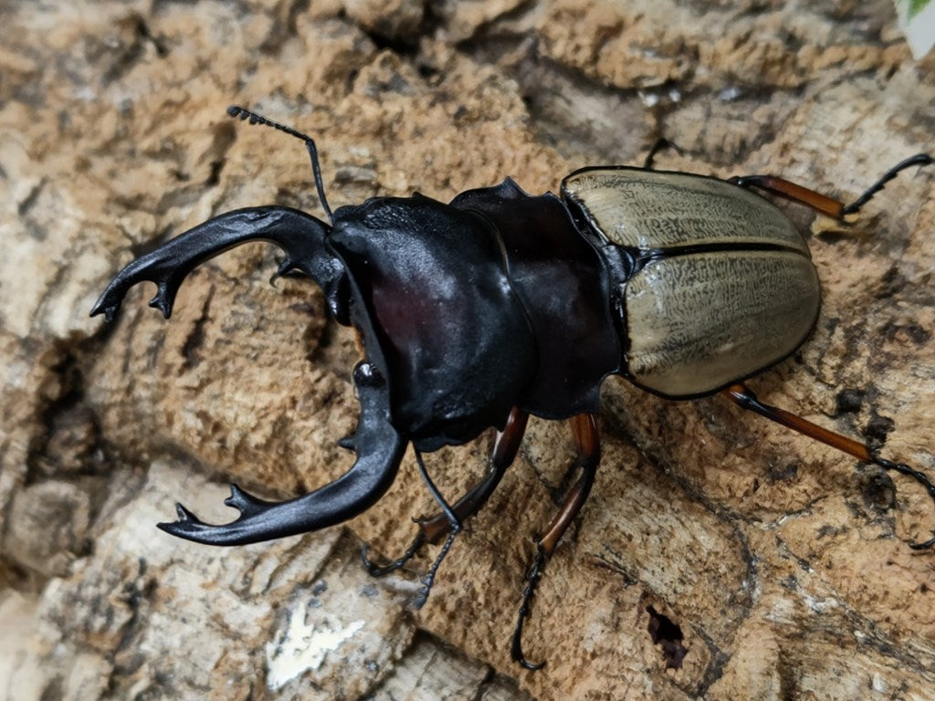 外国産標本 フェモラリスツヤクワガタ 86.6㎜ マレーシア 標本 - 虫類用品
