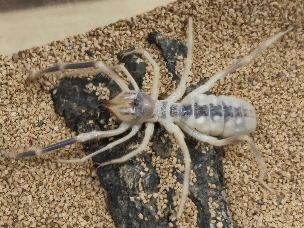 ヒヨケムシ エジプト 産 ♂♀不明 単品 – クワガタムシ・カブトムシ昆虫専門店COLORS