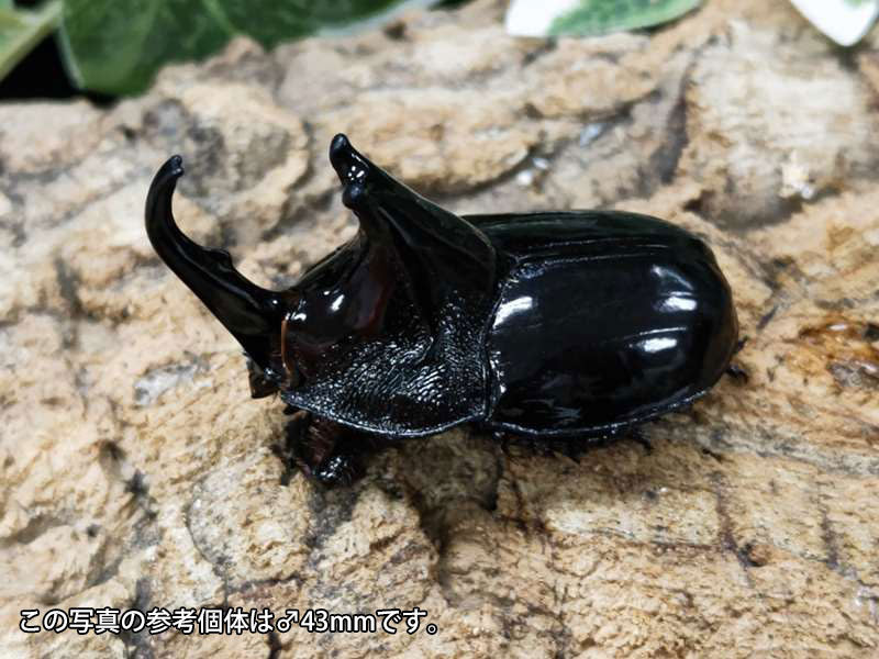 オオツノメンガタカブト インドネシア カリマンタン産 ペア（累代WD ♂38mm ♀34mm ） – クワガタムシ・カブトムシ昆虫専門店COLORS