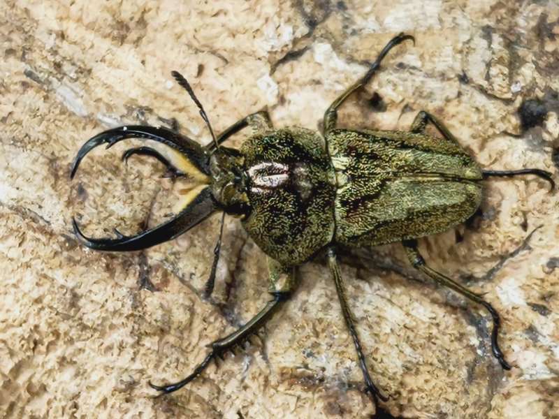 リンデンコフキクワガタ ブラジル パラナ州Curitiba産 ペア＋♀トリオ