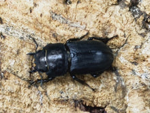 画像をギャラリービューアに読み込む, パラレリピペドゥスオオクワガタ イタリア 産 ペア(累代CB ♂24mm 2023/5 ♀22mm 2023/5)