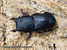 画像をギャラリービューアに読み込む, パラレリピペドゥスオオクワガタ イタリア 産 ペア(累代CB ♂23mm 2023/5 ♀Freemm 2023/5)