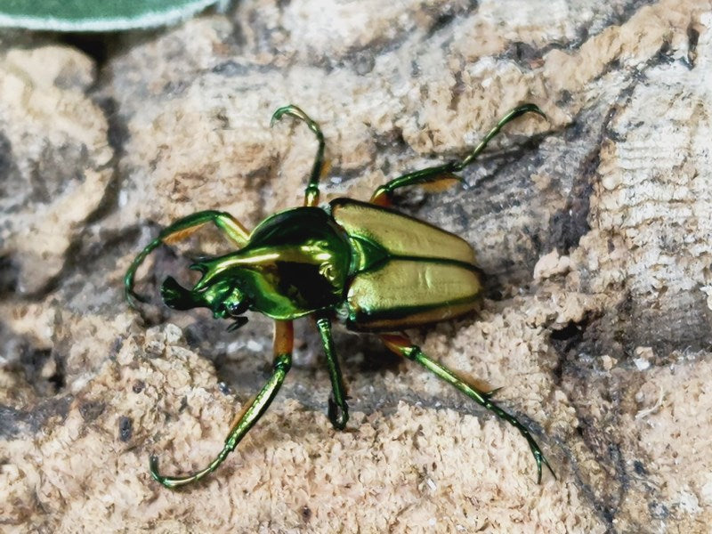 カミングヒメカブトハナムグリ フィリピン ルソン島南カマリネス州産 ペア（累代WD ♂Freemm ♀Freemm ） –  クワガタムシ・カブトムシ昆虫専門店COLORS