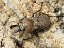 画像をギャラリービューアに読み込む, ハイイロクワガタ オーストラリア North Queensland Garradung Pally Creek産 ペア(累代CBF2 ♂25mm 2023/9 ♀Freemm 2023/9)