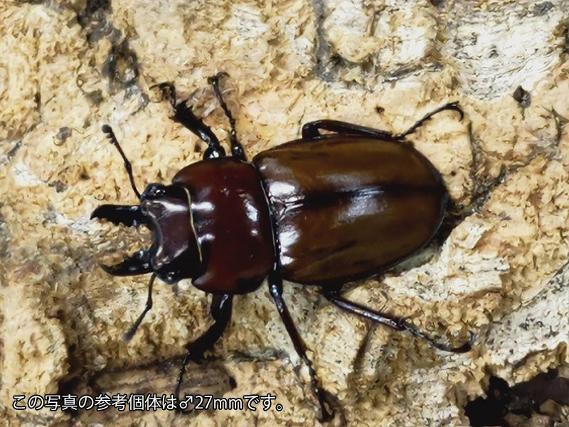 チャイロマルバネクワガタ 西表島大見謝産 ペア（累代WD ♂25mm ♀23mm