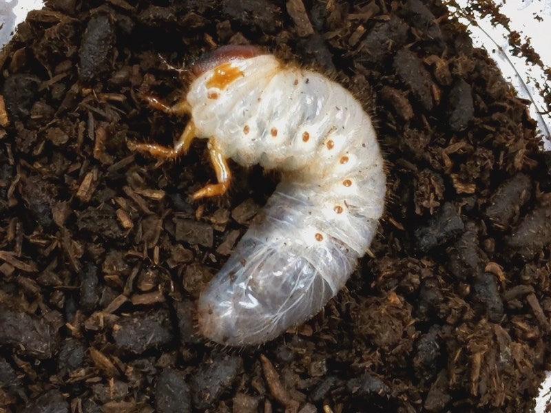 オキナワカブトムシ幼虫 伊平屋島産 – クワガタムシ・カブトムシ昆虫専門店COLORS