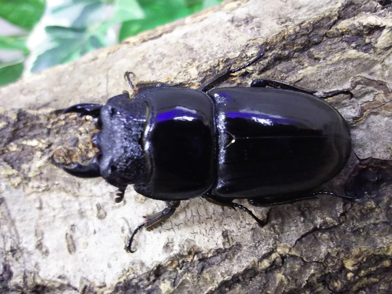 ♀単品色々!!