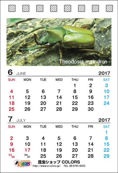 INSECT DISCOVERY 先着100名様プレゼント!!