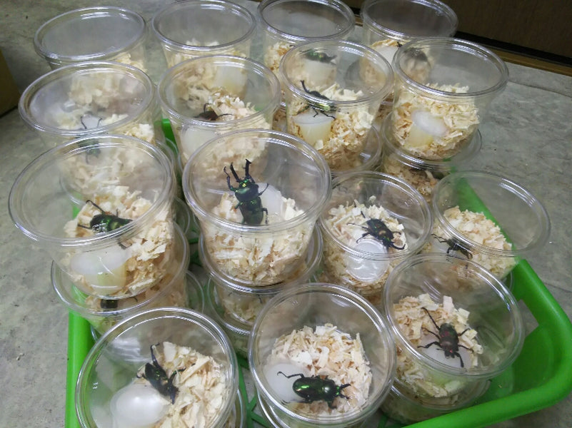 イベント用ニジイロクワガタ!!