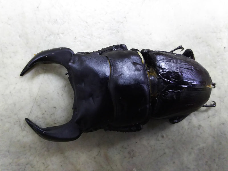 いよいよ明日・・・!!