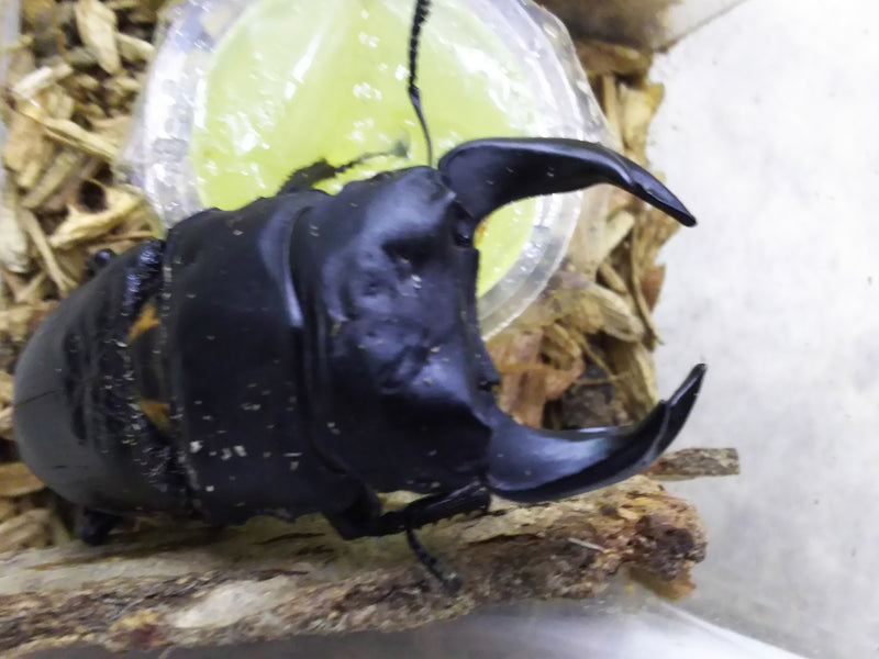 INSECT DISCOVERY 出品個体!!