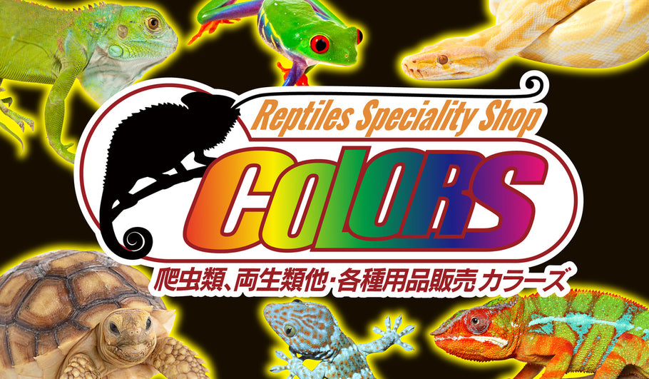 爬虫類ショップCOLORS・HP完成!!