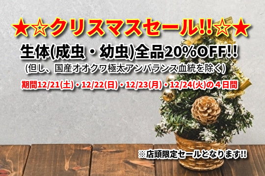 2019年クリスマスセール!!