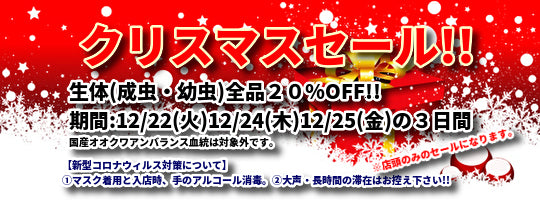 クリスマスセール!!