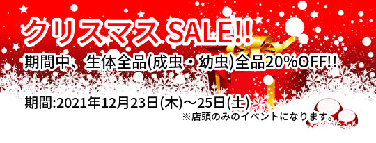 クリスマスセール!!