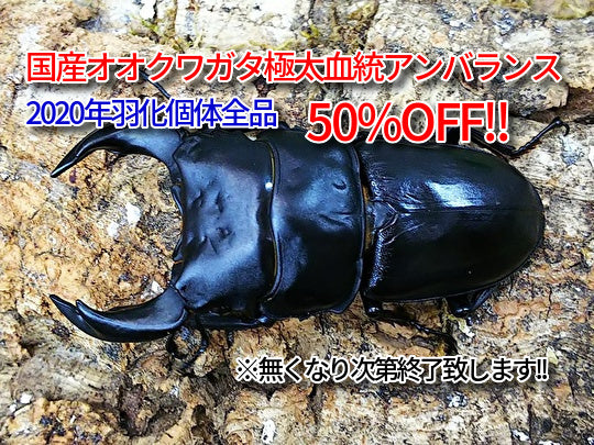 2020年羽化アンバランス血統半額セール!!