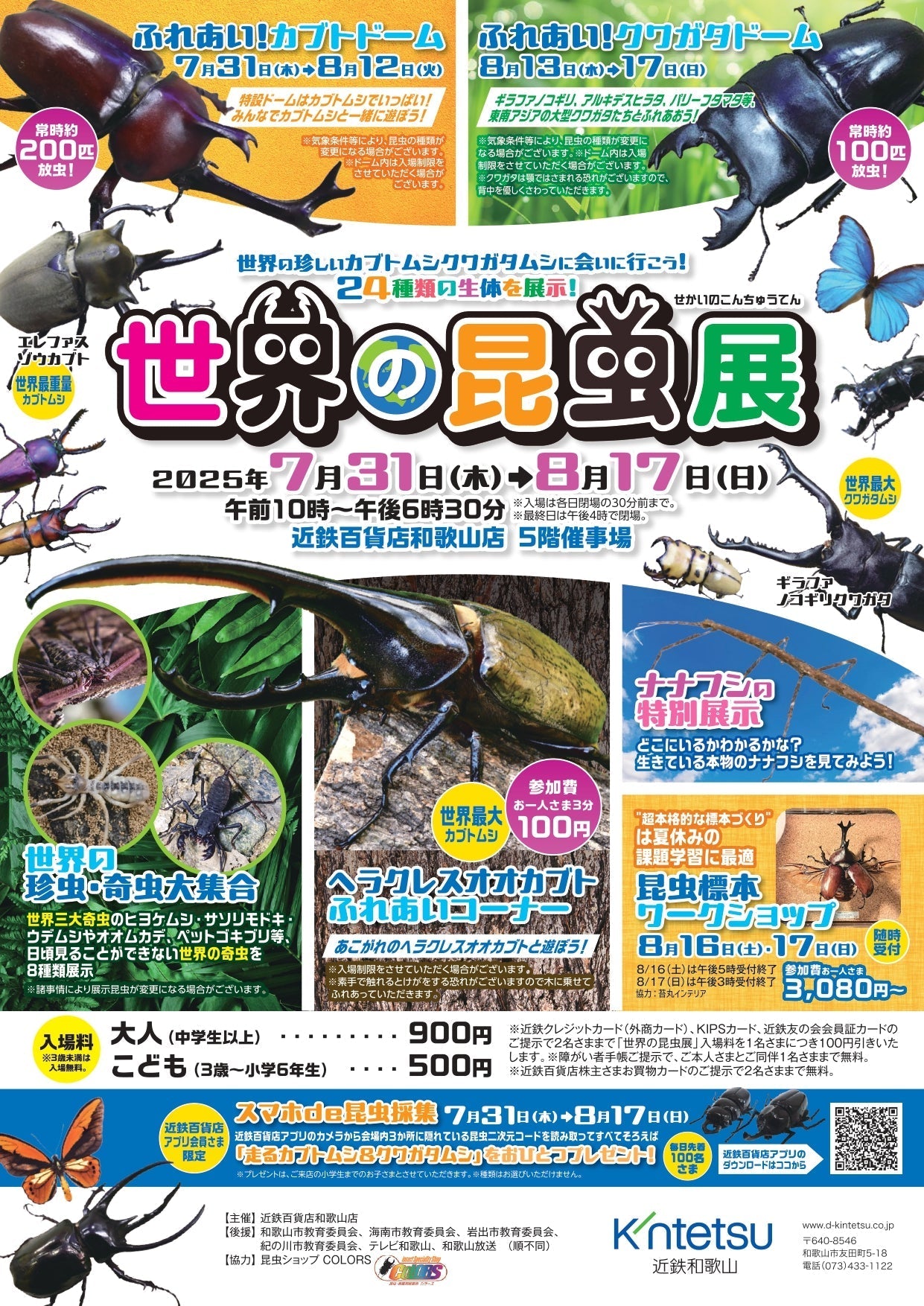 ペララム　4枚【購入前コメントください】ct 店舗からのお知らせ – クワガタムシ・カブトムシ昆虫専門店COLORS