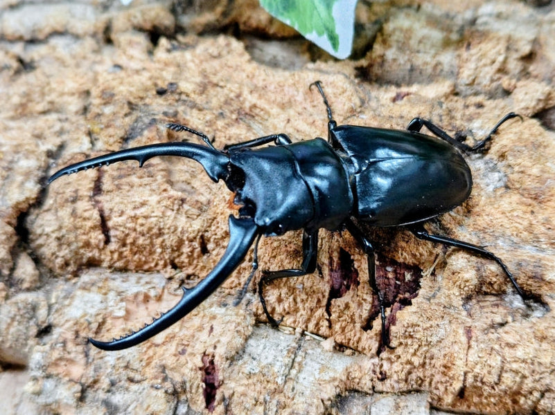 2025.11.8.新入荷!!