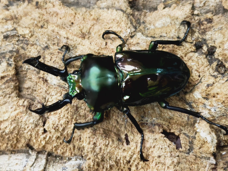 2023.3.31.新入荷!!