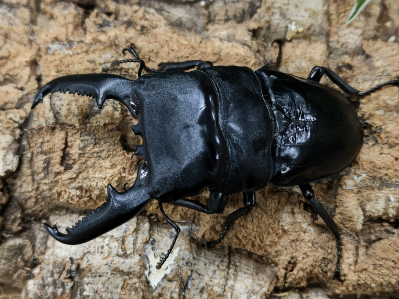 2022.5.15.新入荷!!