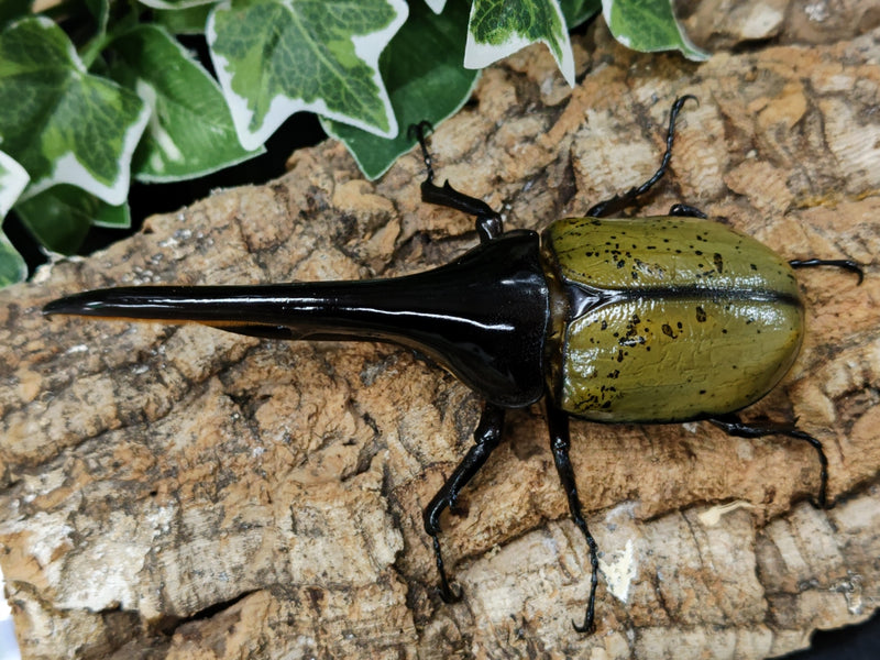 2022.5.17.新入荷!!