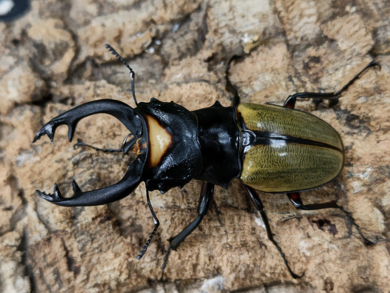 2022.5.19.新入荷!!