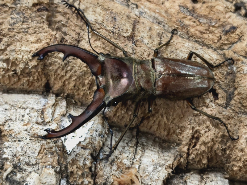 2022.5.27.新入荷!!