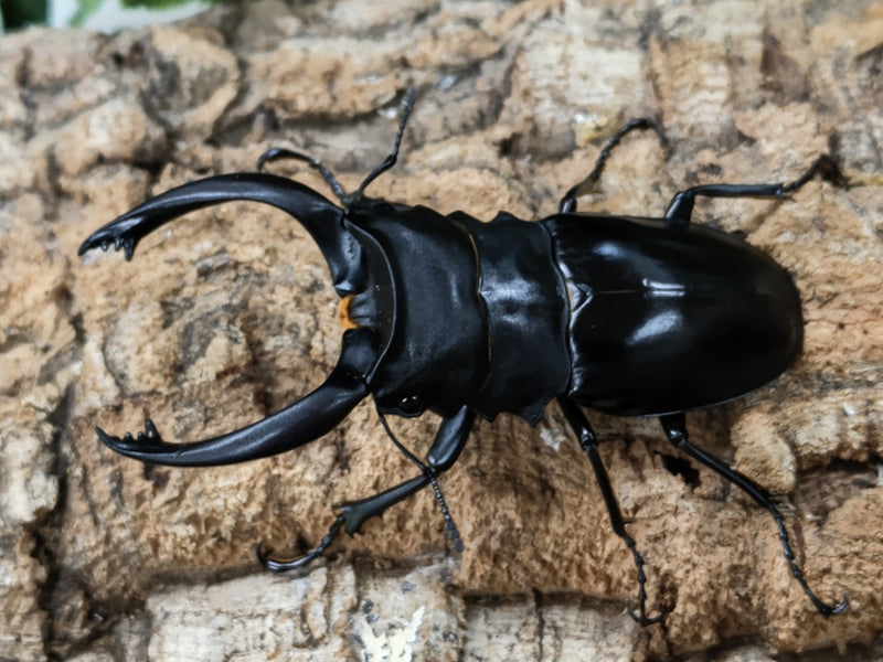 2022/.5.28.新入荷!!